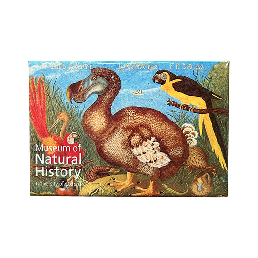 Colour Dodo Fridge Magnet