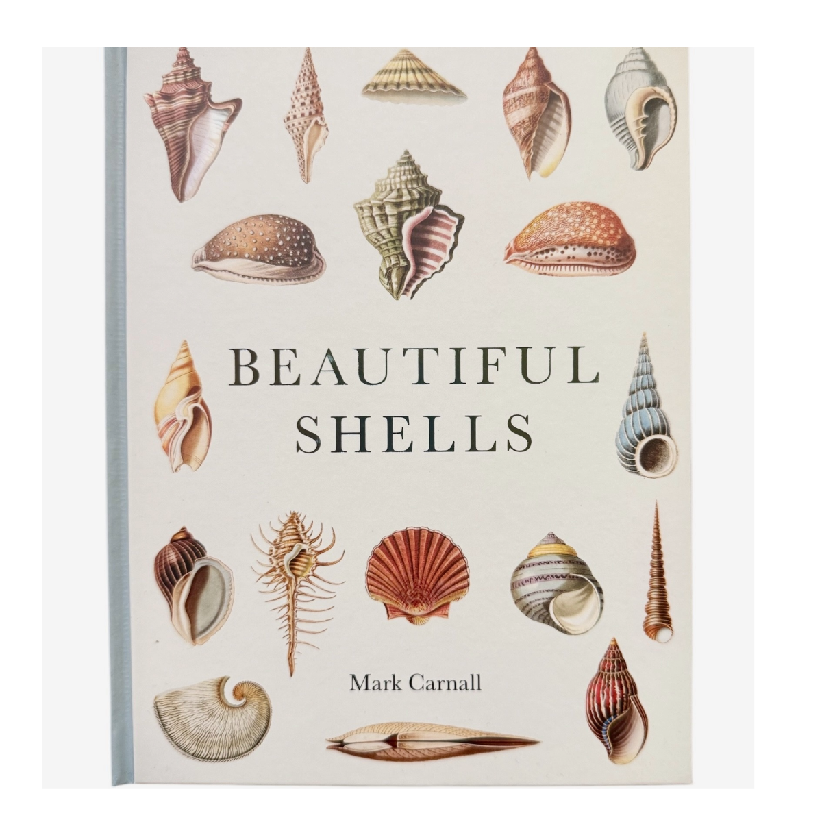 Beautiful Shells – Oxford University Museum of Natural History